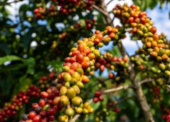 Alta do café conilon impulsiona novo recorde histórico das exportações do agro capixaba