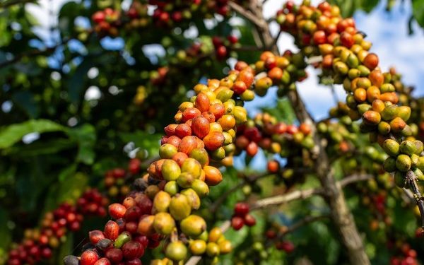 Alta do café conilon impulsiona novo recorde histórico das exportações do agro capixaba